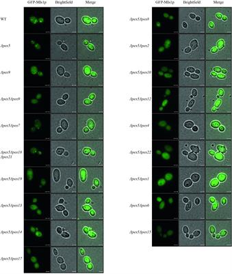 Membrane Processing and Steady-State Regulation of the Alternative Peroxisomal Import Receptor Pex9p